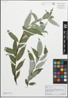 Foto von Salix fragilis L.